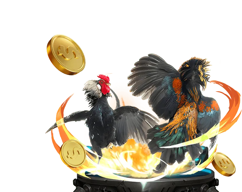 Hướng dẫn đá gà 8kbe